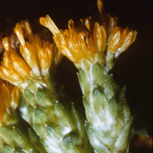 Santa Cruz Island; Haplopappus venetus sedoides