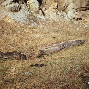 Fossil Wood Logs in Canada de los Sauces on Santa Cruz Island