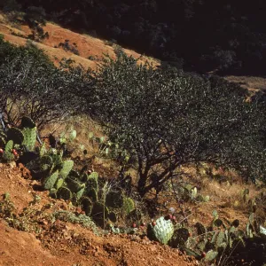 Ceanothus (California Lilac) at Ridge Road on Santa Cruz Island