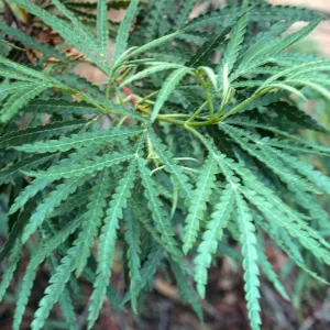 leaves of Lyonothamnus