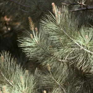 Pinus torreyana, Santa Rosa Island