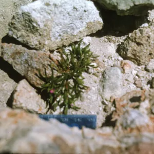 Santa Cruz Island, Calandrinia