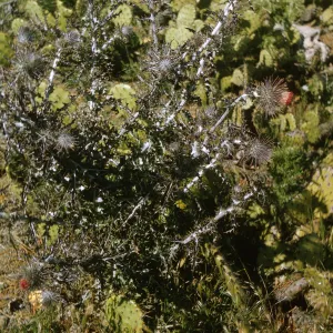 Santa Cruz Island, Cirsium occidentale