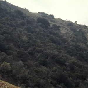 Santa Cruz Island