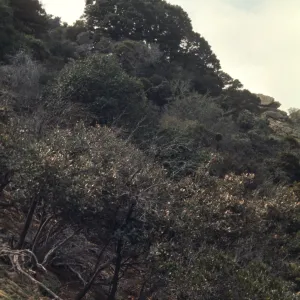 Santa Cruz Island
