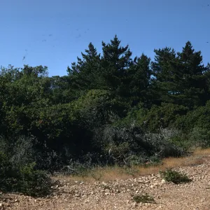 Santa Cruz Island