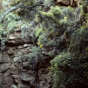 Santa Cruz Island