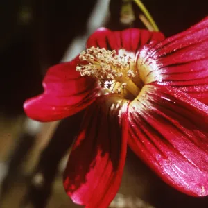 Lavatera assurgentiflora from Santa Rosa Island