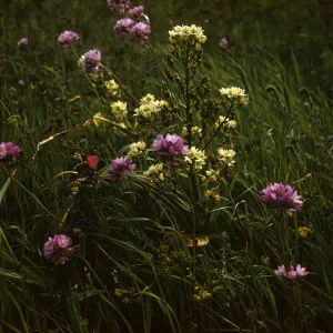 Dichelostemma and Zigadenus on Santa Rosa Island