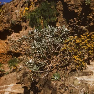 Santa Rosa Island (liveforevers)