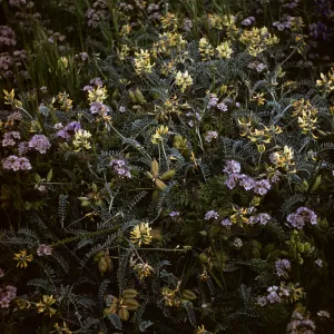 Astragalus and Phacelia distans blooming on Santa Rosa Island