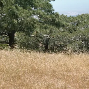 Upper Torrey Pines Station, Santa Rosa Island