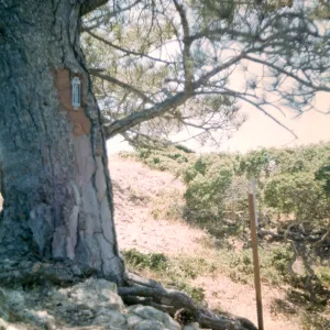 Santa Rosa Island