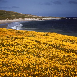 Gold Fields in bloom at East Point, Santa Rosa Island