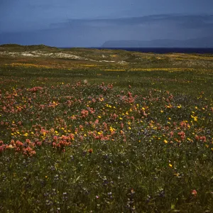 Orthocarpus & poppies blooming in pasture on Santa Rosa Island (California Poppy)