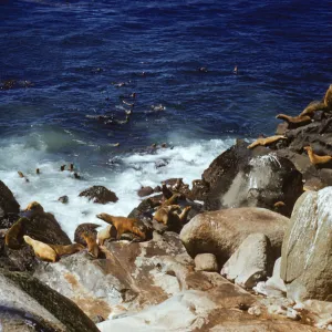 Sea lions and seals at Point Bennett, San Miguel Island