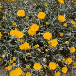 Malacothrix incana in bloom at Canyon del Mar, San Miguel Island