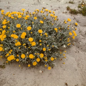 Malacothrix incana in bloom at Canyon del Mar, San Miguel Island, on sand bank 