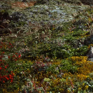 San Miguel Island, Harris Point