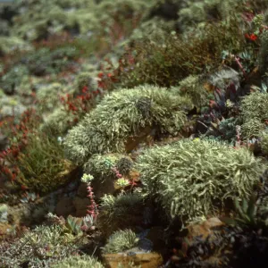 Plants on San Miguel Island