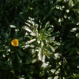 Malacothrix on San Miguel Island