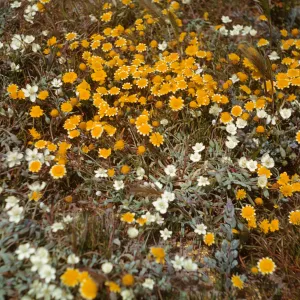 San Miguel Island, Cream cups and Lasthenia