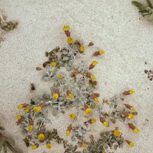 Malacothrix incana, San Miguel Island
