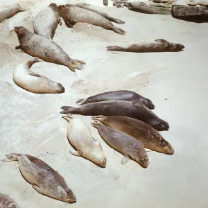 San Miguel Island, seals