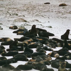 San Miguel Island, seals on beach
