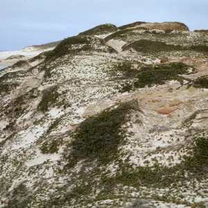Coastal dune on San Miguel Island