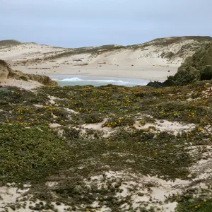 Coastal dune on San Miguel Island