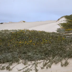 Dune on San Miguel Island
