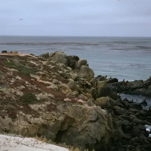 San Miguel Island, seals on rocks