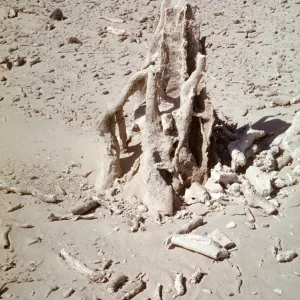 San Miguel Island caliche forest, fossil tree stump