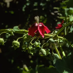 San Miguel Island, Lavatera