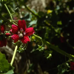 San Miguel Island, eastern Lavatera population