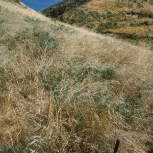 San Miguel Island