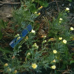 San Miguel Island, Malacothrix hybrid #1