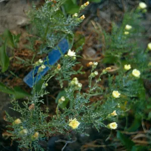 San Miguel Island, Malacothrix hybrid #1