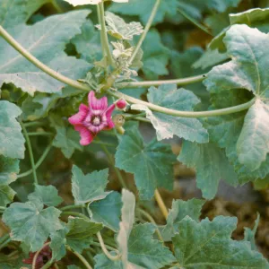 San Miguel Island, Lavatera