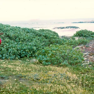 San Miguel Island, large Lavatera assurgentiflora colony