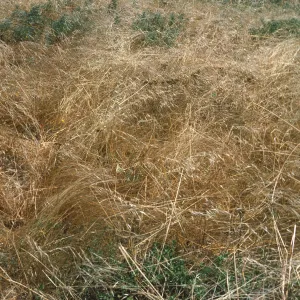 NPS vegetation transect on San Miguel Island