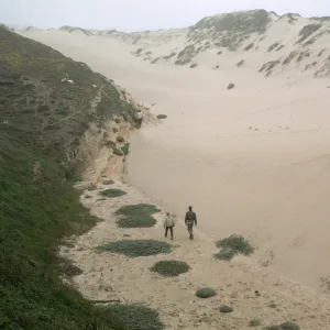 NPS dune transect, San Miguel Island