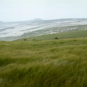 Burros on San Miguel Island