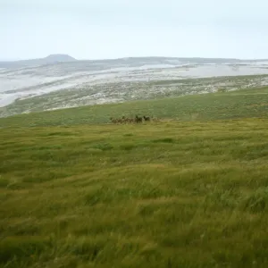 Burros on San Miguel Island