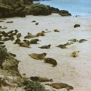 Seals at Adams Cove, San Miguel Island
