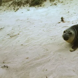 Seal on San Miguel Island