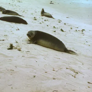 seals on San Miguel Island