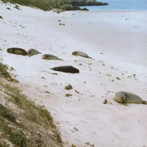 seals on San Miguel Island, Adams Cove