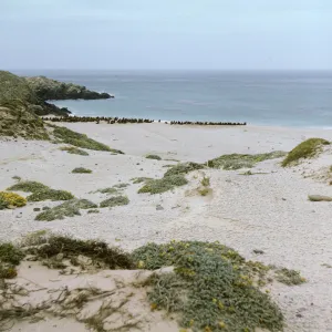 sand dune and seals on San Miguel Island, Adams Cove